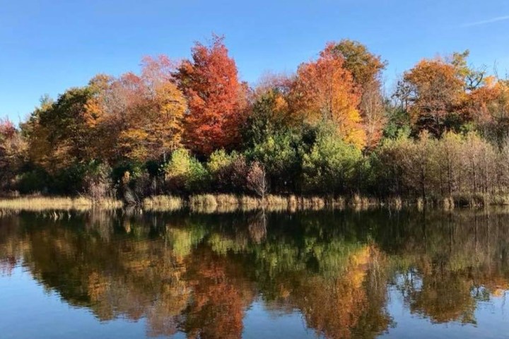 a body of water surrounded by trees